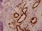 General Transcription Factor IIIC Subunit 3 antibody, A12003-1, Boster Biological Technology, Immunohistochemistry frozen image 