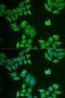 Melan-A antibody, LS-C334620, Lifespan Biosciences, Immunofluorescence image 