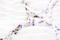 Vitamin D Receptor antibody, LS-C176619, Lifespan Biosciences, Immunohistochemistry paraffin image 