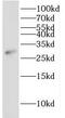 IPP isomerase 2 antibody, FNab04125, FineTest, Western Blot image 