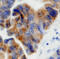 Wnt Family Member 9A antibody, MAB31571, R&D Systems, Immunohistochemistry paraffin image 