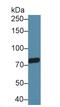 Transient Receptor Potential Cation Channel Subfamily V Member 3 antibody, abx131681, Abbexa, Western Blot image 