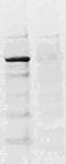CAMP Responsive Element Binding Protein 1 antibody, TA354480, Origene, Western Blot image 