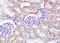 Integrin Subunit Alpha 6 antibody, orb6246, Biorbyt, Immunohistochemistry paraffin image 