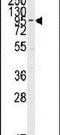 Bmk1 antibody, PA5-14416, Invitrogen Antibodies, Western Blot image 