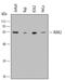 Interleukin 1 Receptor Associated Kinase 2 antibody, MAB6690, R&D Systems, Western Blot image 