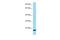 Lymphocyte Antigen 6 Family Member G5B antibody, A12770, Boster Biological Technology, Western Blot image 