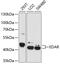 Ectodysplasin A Receptor antibody, 19-382, ProSci, Western Blot image 