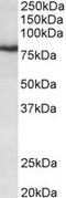 Potassium Voltage-Gated Channel Subfamily C Member 3 antibody, MBS422643, MyBioSource, Western Blot image 