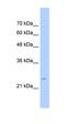 Transmembrane Protein 69 antibody, orb325327, Biorbyt, Western Blot image 