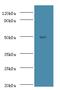 Actin Like 7A antibody, MBS1490123, MyBioSource, Western Blot image 