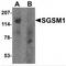Small G Protein Signaling Modulator 1 antibody, MBS150556, MyBioSource, Western Blot image 