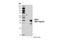 Regulator Of G Protein Signaling 4 antibody, 15129S, Cell Signaling Technology, Western Blot image 