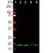 Visinin Like 1 antibody, M06959-3, Boster Biological Technology, Western Blot image 