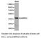 Gamma-Aminobutyric Acid Type A Receptor Gamma2 Subunit antibody, LS-C193027, Lifespan Biosciences, Western Blot image 