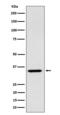 Actin Related Protein 2/3 Complex Subunit 2 antibody, M06165, Boster Biological Technology, Western Blot image 