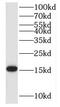 DNA-directed RNA polymerases I and III subunit RPAC2 antibody, FNab06618, FineTest, Western Blot image 