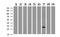 Heart And Neural Crest Derivatives Expressed 1 antibody, NBP2-00576, Novus Biologicals, Western Blot image 