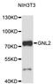 G Protein Nucleolar 2 antibody, LS-C748252, Lifespan Biosciences, Western Blot image 
