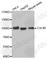 Cullin 4B antibody, A6198, ABclonal Technology, Western Blot image 