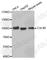 Cullin-4B antibody, A6198, ABclonal Technology, Western Blot image 