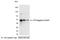 V5 epitope tag antibody, 18870, QED Bioscience, Western Blot image 