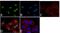 Mitogen-Activated Protein Kinase Kinase 1 antibody, 44-458G, Invitrogen Antibodies, Immunofluorescence image 