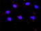 Polo Like Kinase 1 antibody, H00005347-M01, Novus Biologicals, Proximity Ligation Assay image 
