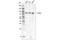 B-Raf Proto-Oncogene, Serine/Threonine Kinase antibody, 60099S, Cell Signaling Technology, Western Blot image 