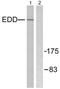Ubiquitin Protein Ligase E3 Component N-Recognin 5 antibody, PA5-38247, Invitrogen Antibodies, Western Blot image 