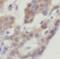 UBP32 antibody, FNab09324, FineTest, Immunohistochemistry frozen image 