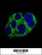 Alpha-Methylacyl-CoA Racemase antibody, 55-041, ProSci, Immunofluorescence image 