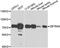 Zinc Finger And BTB Domain Containing 48 antibody, A7435, ABclonal Technology, Western Blot image 