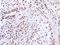 Zinc Finger Protein 346 antibody, GTX111035, GeneTex, Immunohistochemistry paraffin image 