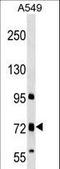 Transmembrane Channel Like 4 antibody, LS-C157205, Lifespan Biosciences, Western Blot image 