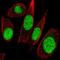 General Transcription Factor IIE Subunit 1 antibody, HPA056359, Atlas Antibodies, Immunofluorescence image 