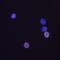 CD8 antibody, NBP1-49045, Novus Biologicals, Immunofluorescence image 