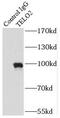 Telomere length regulation protein TEL2 homolog antibody, FNab08592, FineTest, Immunoprecipitation image 