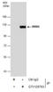 RNA Binding Motif Protein 5 antibody, GTX129783, GeneTex, Immunoprecipitation image 