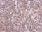 Ribosomal Protein L4 antibody, NBP2-20215, Novus Biologicals, Immunohistochemistry frozen image 