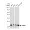 Mitochondrial import receptor subunit TOM20 homolog antibody, GTX00773, GeneTex, Western Blot image 