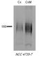 Solute Carrier Family 12 Member 3 antibody, LS-C229753, Lifespan Biosciences, Western Blot image 