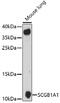 Secretoglobin Family 1A Member 1 antibody, 16-827, ProSci, Western Blot image 