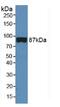 Cadherin 5 antibody, MBS2028387, MyBioSource, Western Blot image 