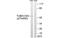 alpha-Tubulin antibody, MBS5302644, MyBioSource, Western Blot image 