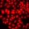 Receptor-associated protein 80 antibody, orb412572, Biorbyt, Immunocytochemistry image 