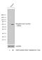 LCK Proto-Oncogene, Src Family Tyrosine Kinase antibody, PA5-37628, Invitrogen Antibodies, Western Blot image 