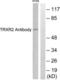 Thioredoxin Reductase 2 antibody, LS-C118624, Lifespan Biosciences, Western Blot image 