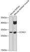 Cyclin G1 antibody, 19-565, ProSci, Western Blot image 
