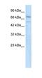 Zinc Finger With KRAB And SCAN Domains 3 antibody, orb329732, Biorbyt, Western Blot image 